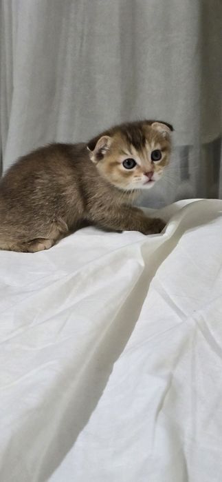 Продаю котят мальчик и девочка