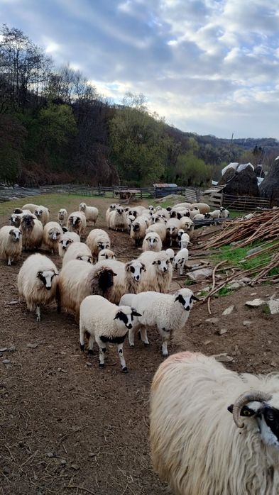 20 oi cu miei de vanzare