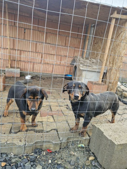 Donez catelusi mascul si femelă