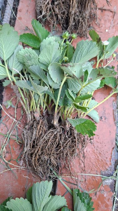 Саженцы черный принц сладкий