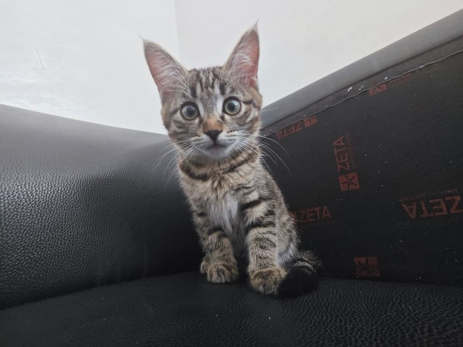 Котенок девочка 3 месяцв