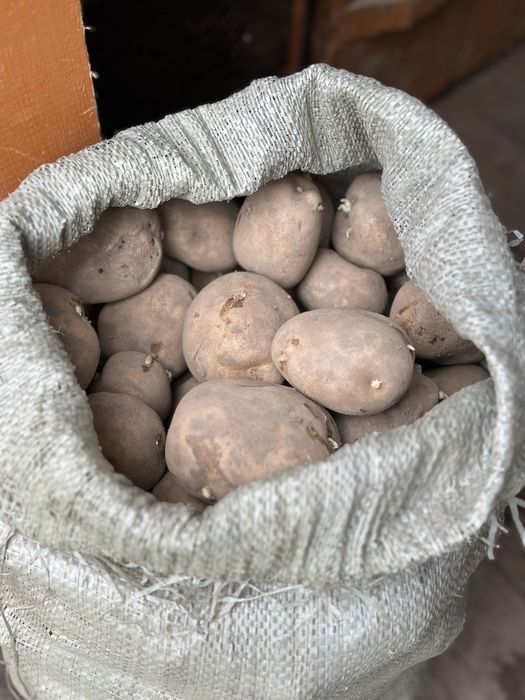 Продам семенной картофель (жёлтый)