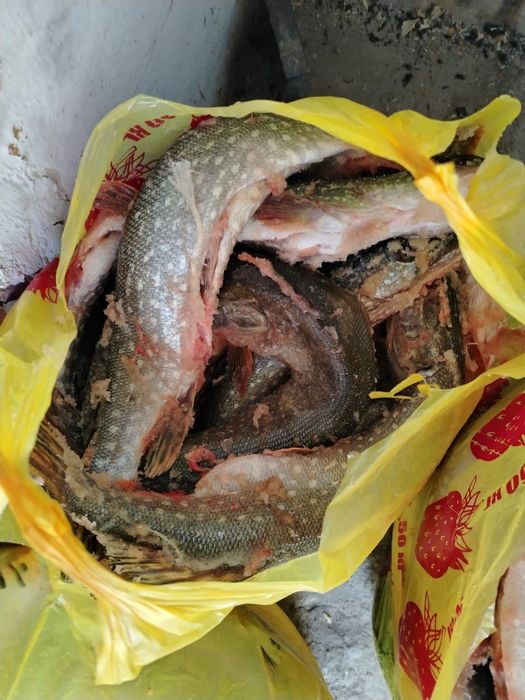 Рыба свежая на продаже