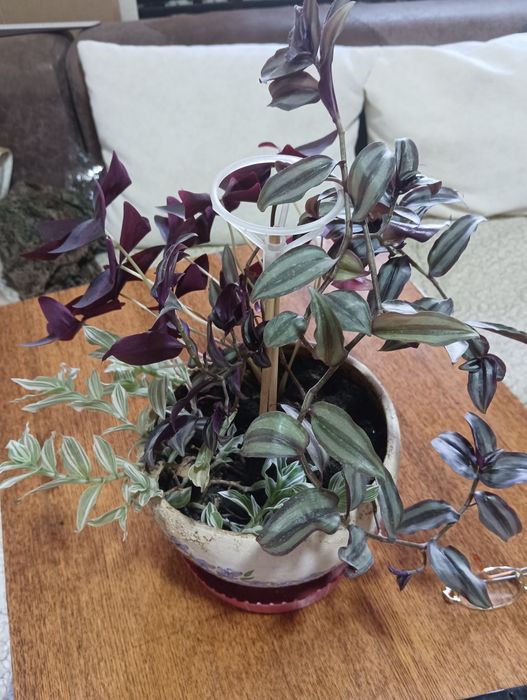 Продам набор цветов