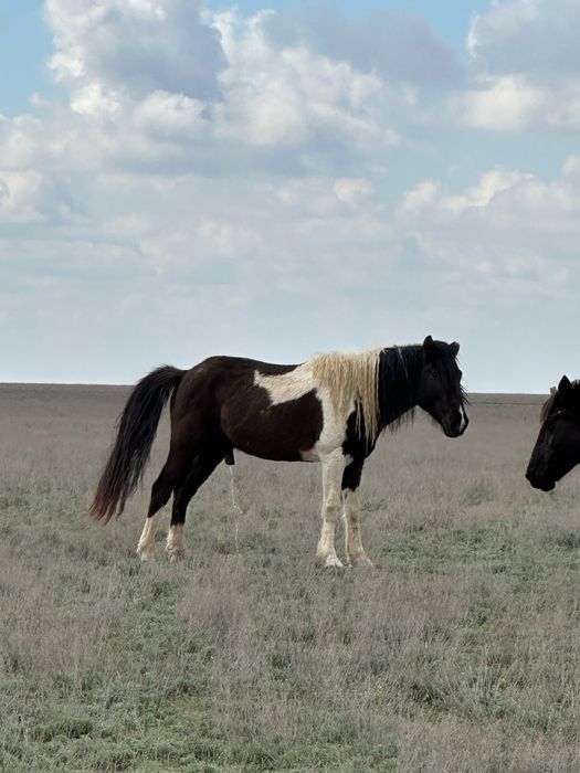 Айғыр қара ала сатылады