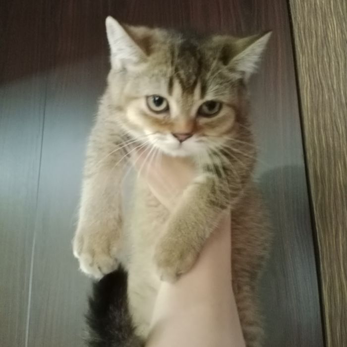 Золотой Шиншила мальчик