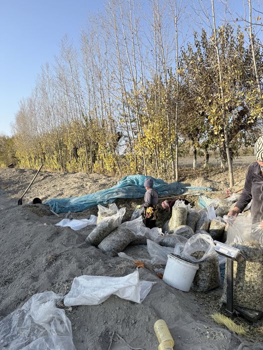 Silos donli yaguar kamayinda urilgan