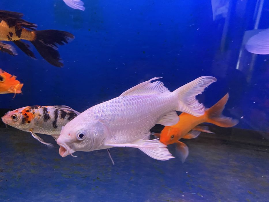 Продаю вуалевых карпов кои