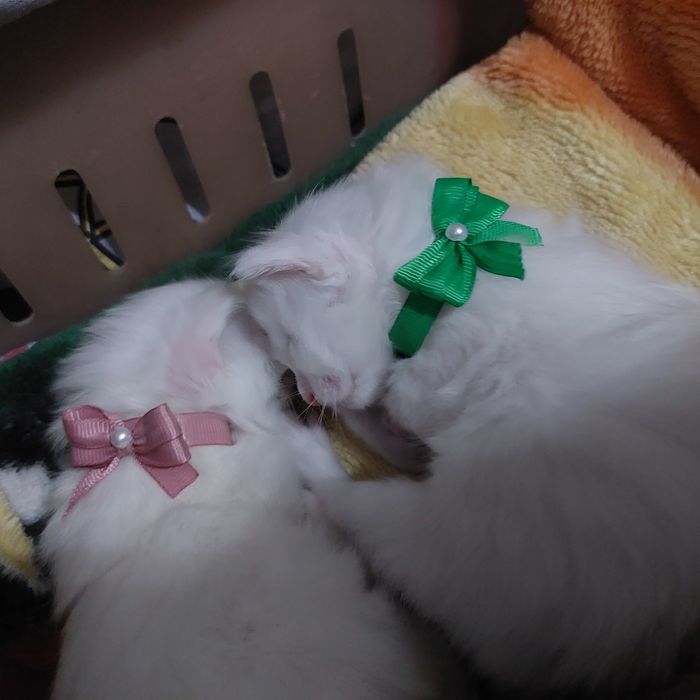 Все нашли себе дом. Раздали всех