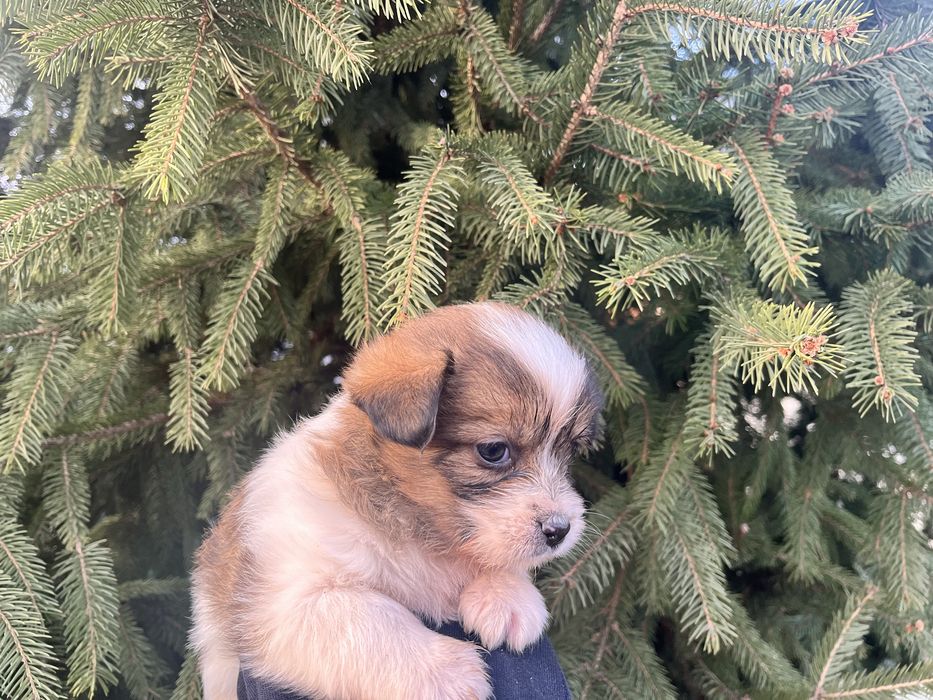 Vand catelusa talie mica