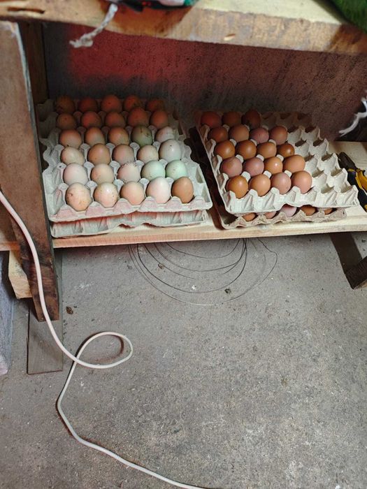 Яйцо куриное .домашнее