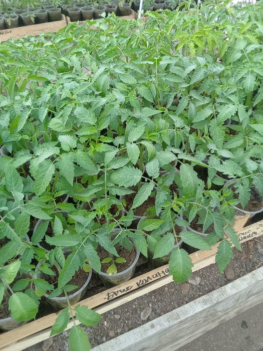 Рассада томата (помидор).