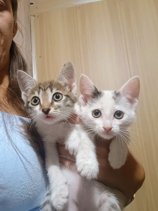 Отдам в добрые руки котят