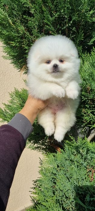 Померан померанче