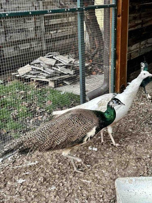 Пауни индийски мъжки на 2 години