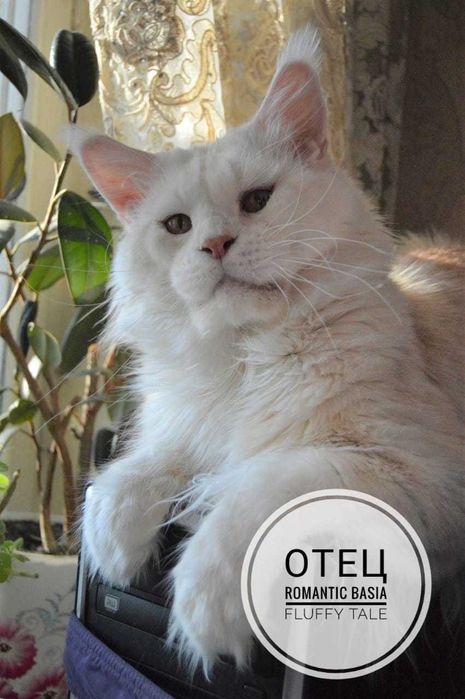 Серебряный принц Марсель. Питомник "Fluffy Tale".