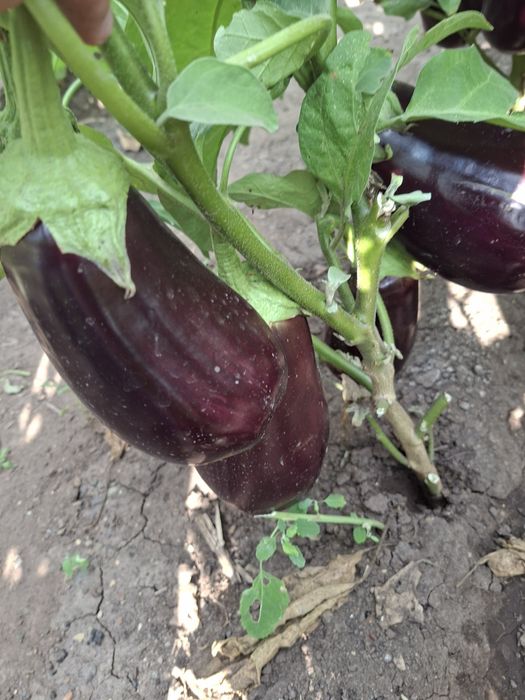 Продам дачные баклажаны и кабачки.