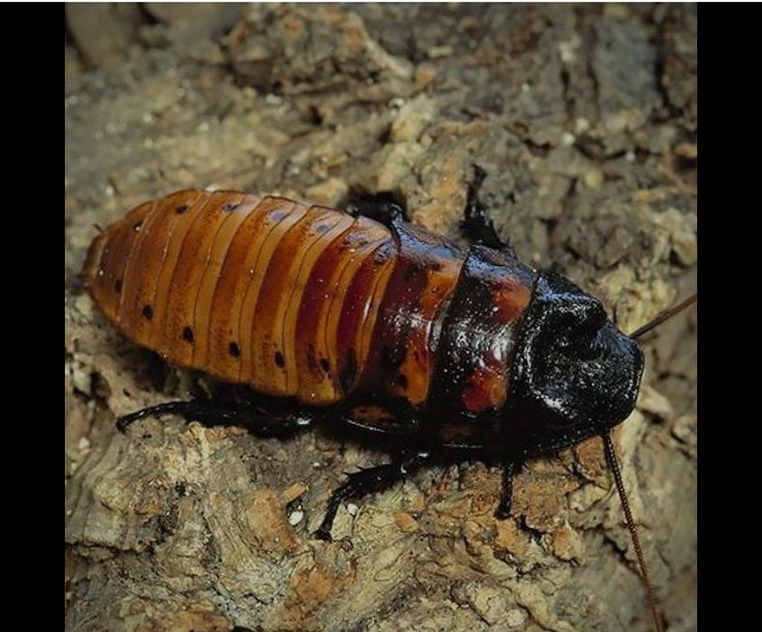 Кормовые тараканы