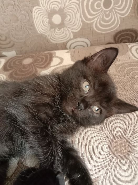 Отдам котят бесплатно