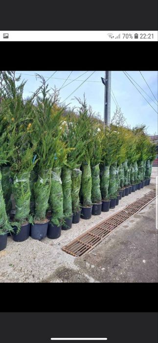 Plante ornamentale la preturi imbatabile