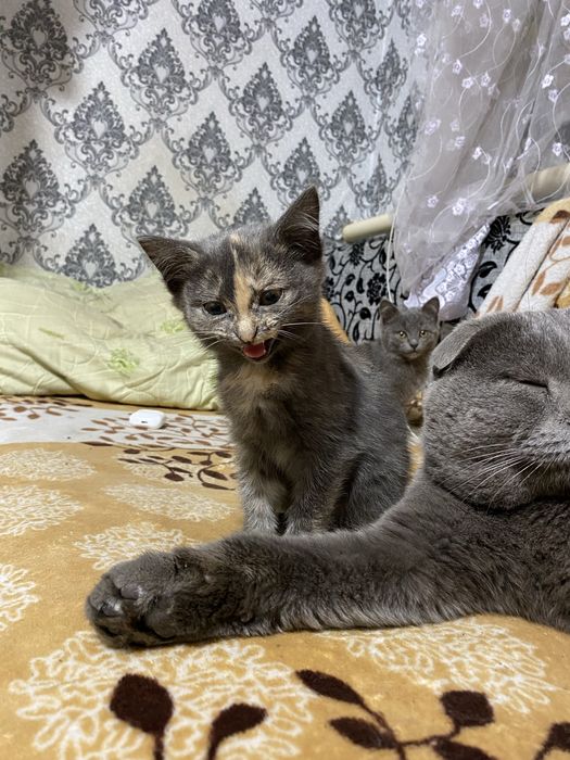 Котенок девочка, полубританка