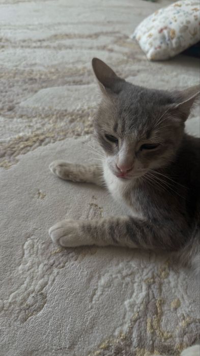 Кошка срочно в добрые руки