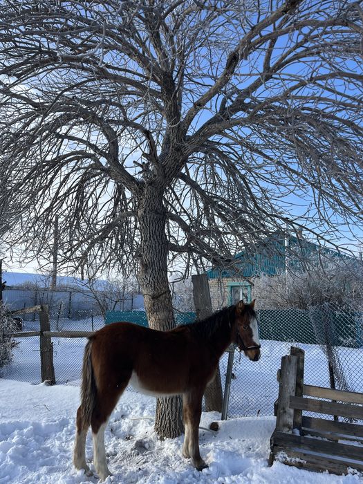 Еркек жабағы сатылады