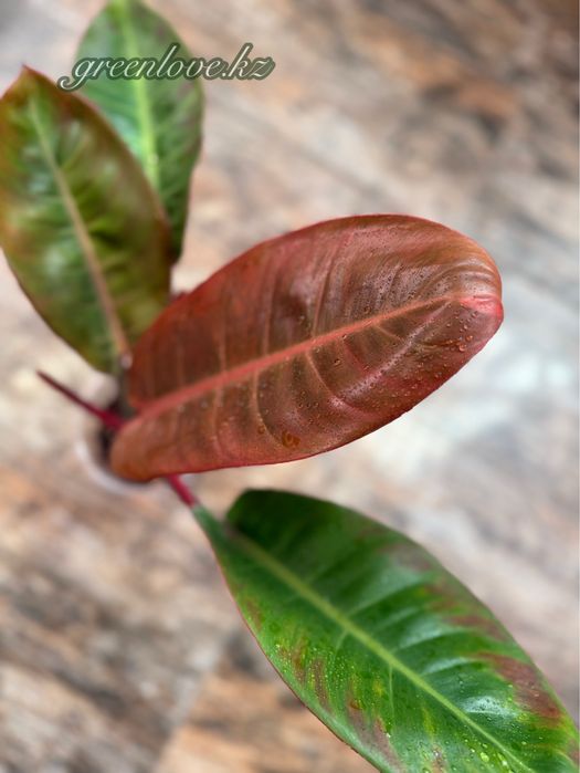 Филодендроны в ассортименте