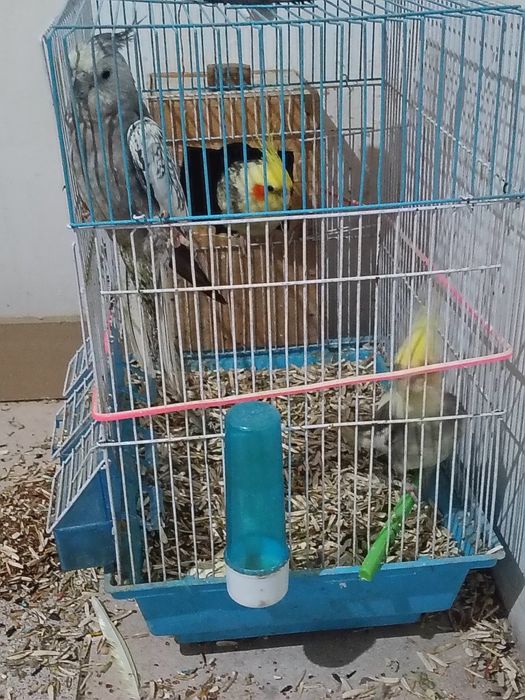 Продаются Карелло