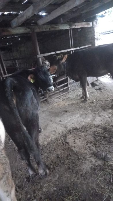 Продам телочек две штуки