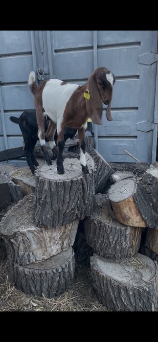 Козочки Комори-Нубы