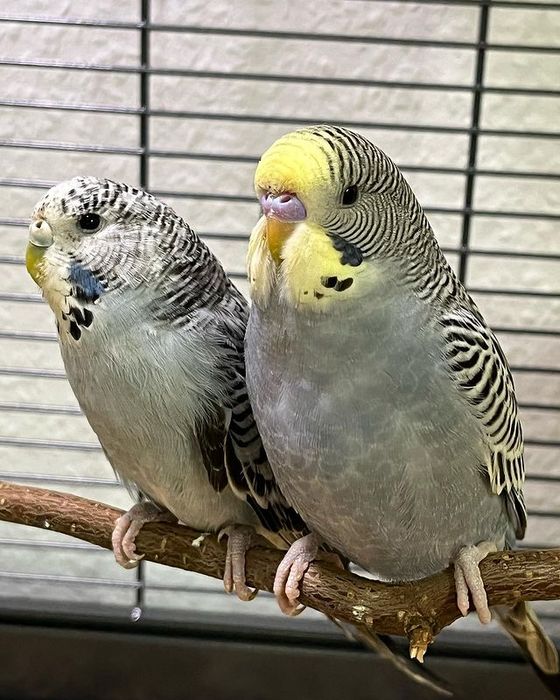 Волнистый попугай