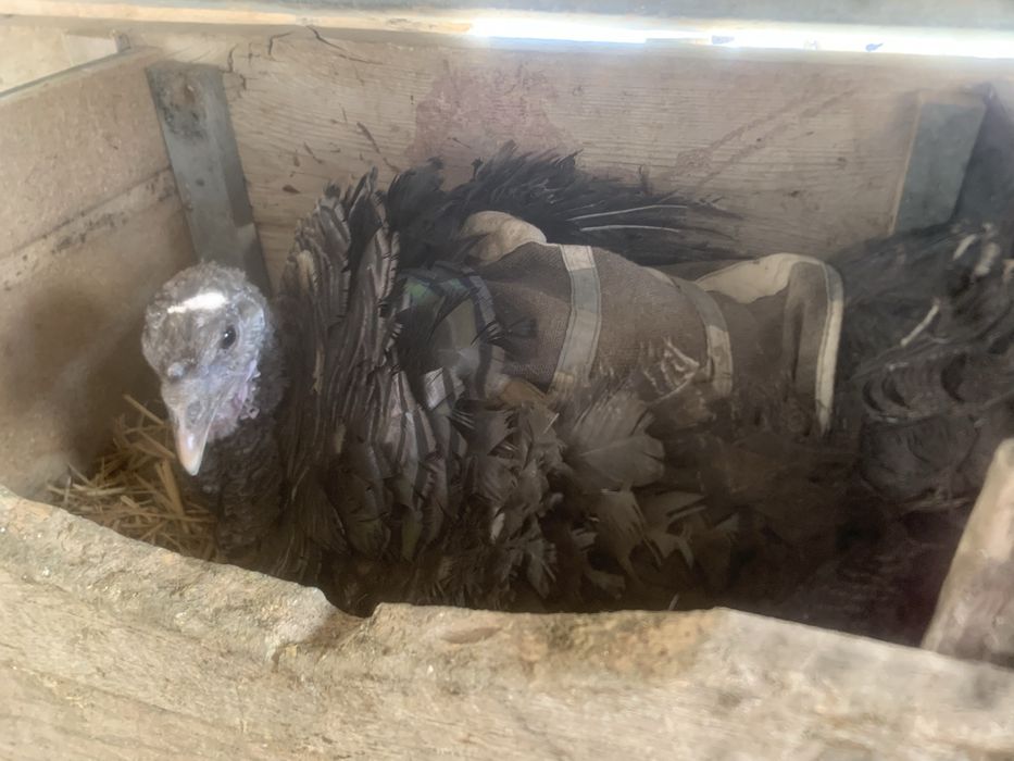 Күрік индюктер сатылады