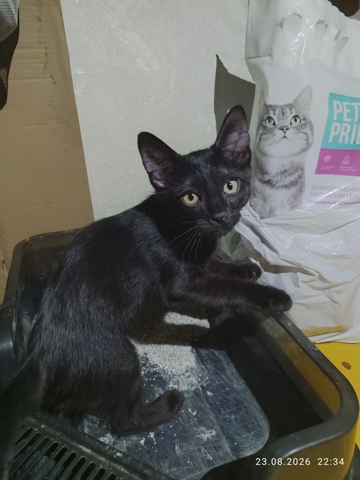 Котенок мальчик. За шоколадку