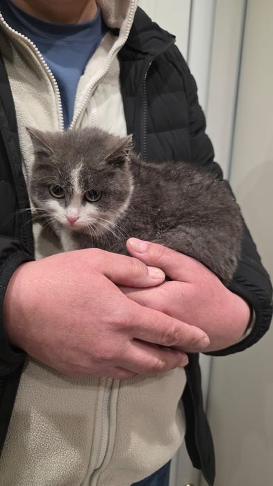Котёнок в добрые руки, есть доставка
