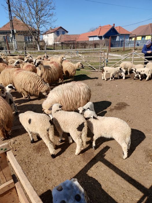 Oi tinere cu miel, de vanzare