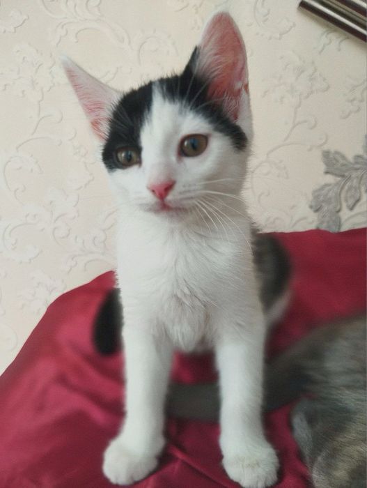 Котята в добрые ручки