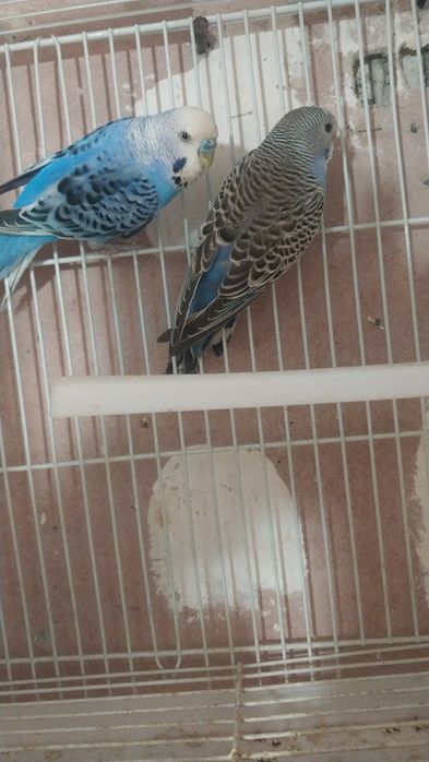 1.ta qafasi bilan 2dona papugay 200ming sum