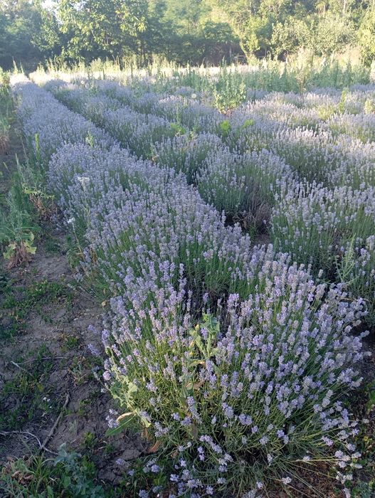 Vand tufe de lavanda Angustifolia