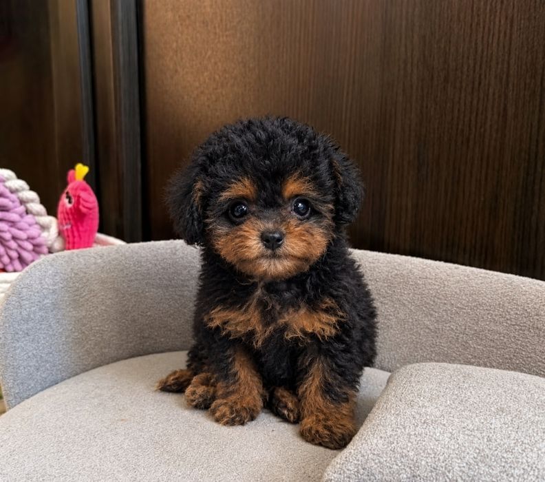 Caniche poodle mini toy exemplar