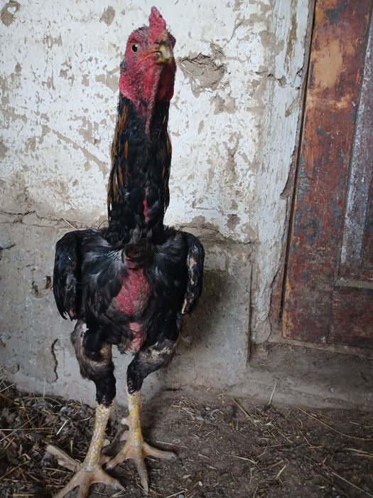 Сатылады дакан парымен