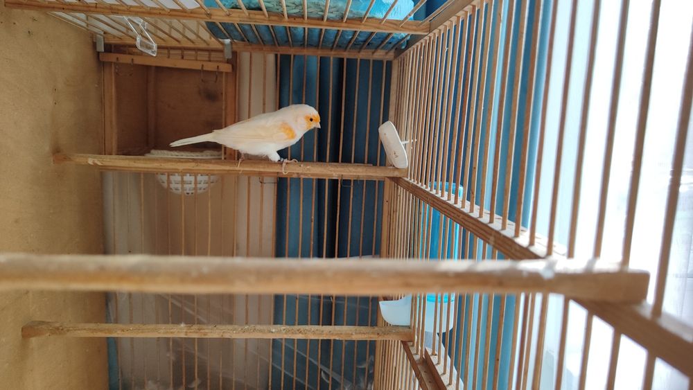 Кенар канарейки канарейка мазайка