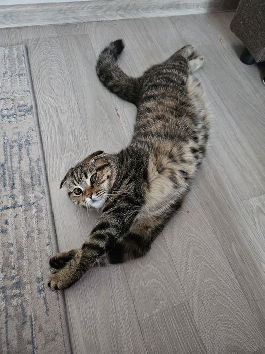 Кошка домашнее животное