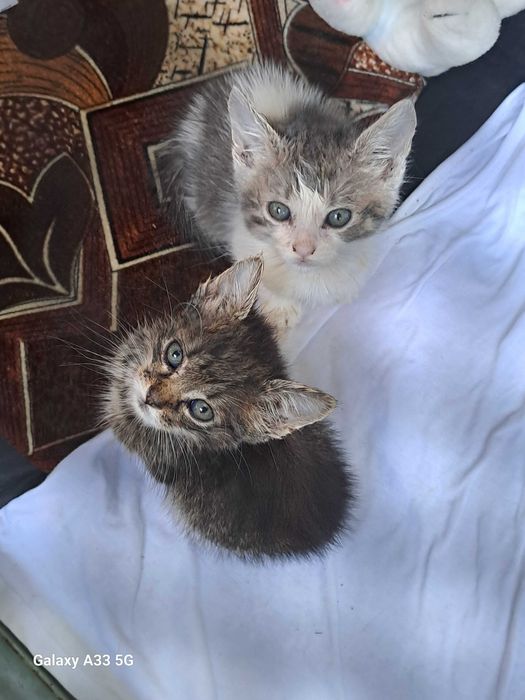 Donez - pui de pisica          .