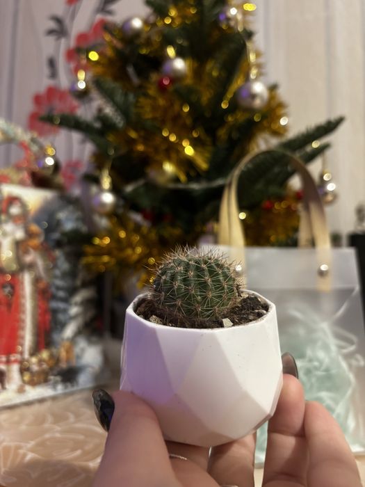 Кактусы детки в кашпо