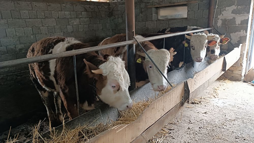 Пародистые бычки Сименталов