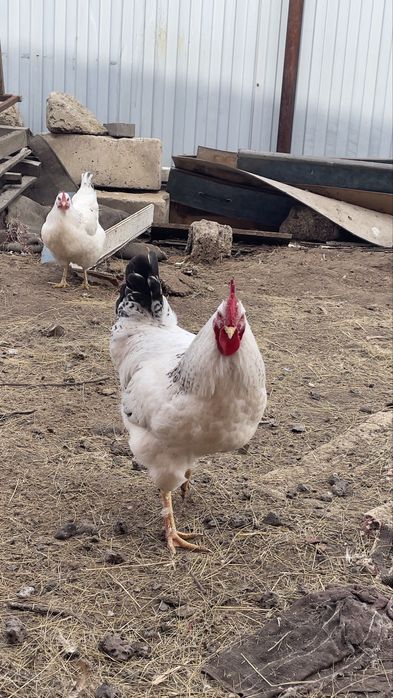 Петух Ломанбраун Адлер