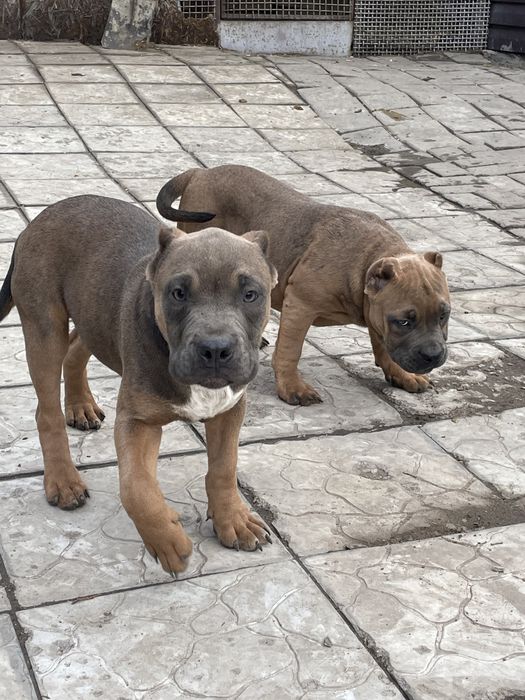 Щенки американский булли