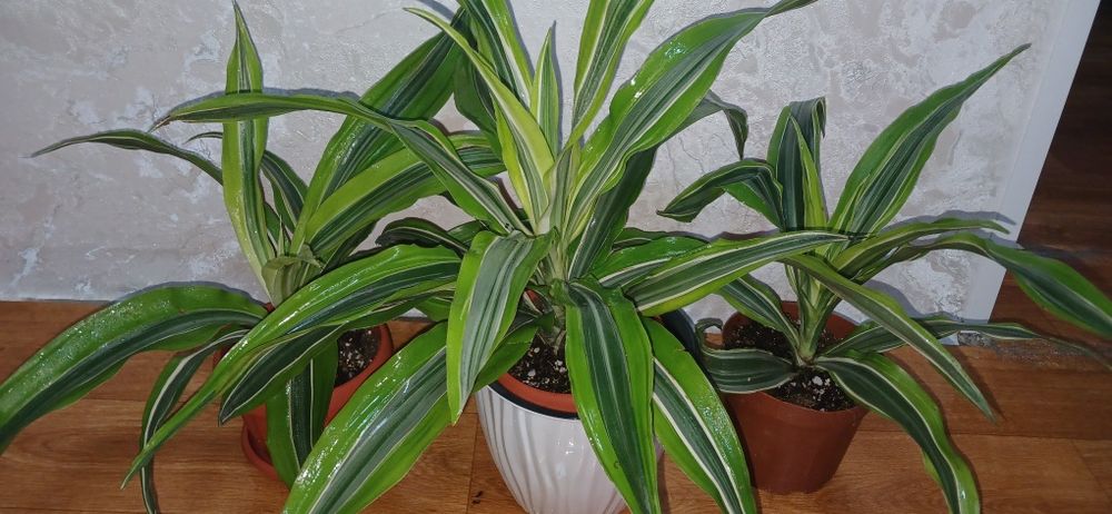 Драцена лайм 2000