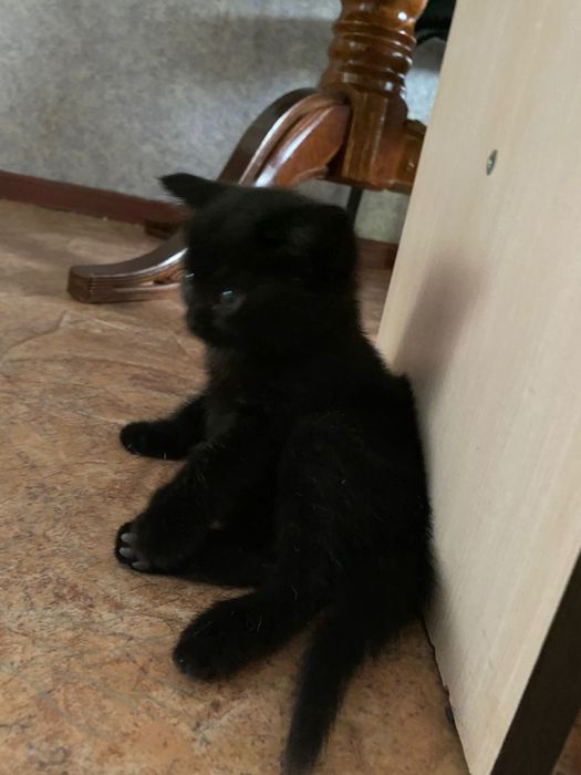 Продам катят скоттиш страйт